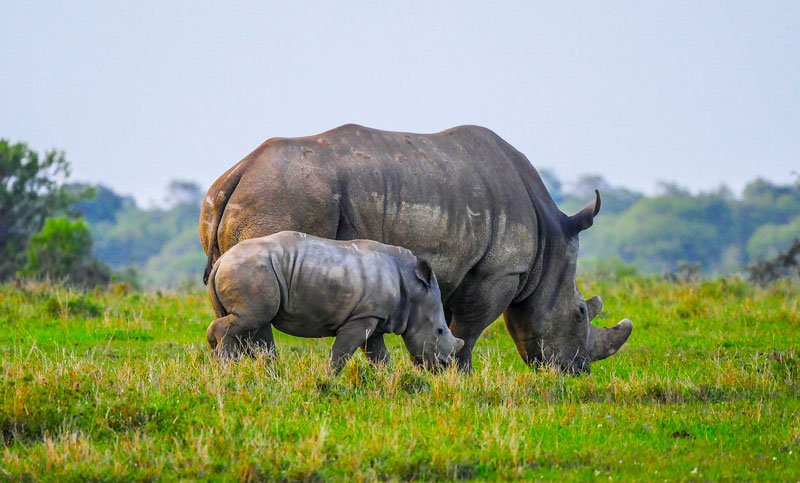 BlackRhinowithbaby